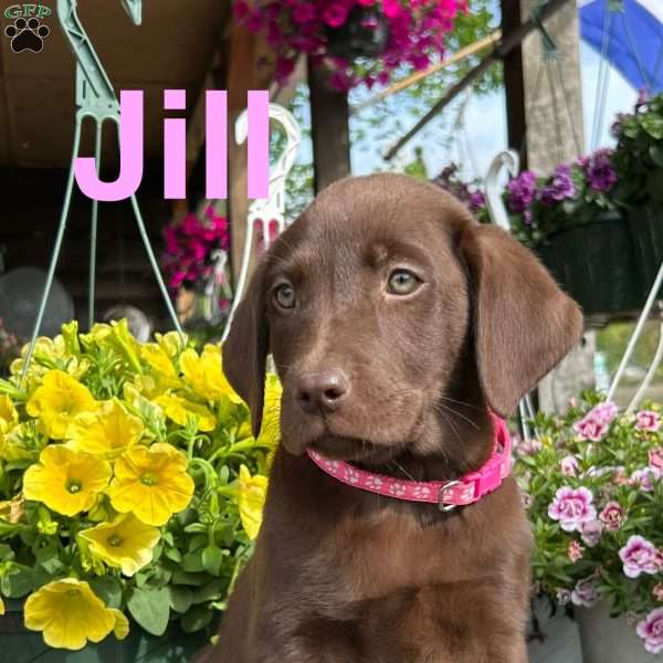Jill, Chocolate Labrador Retriever Puppy